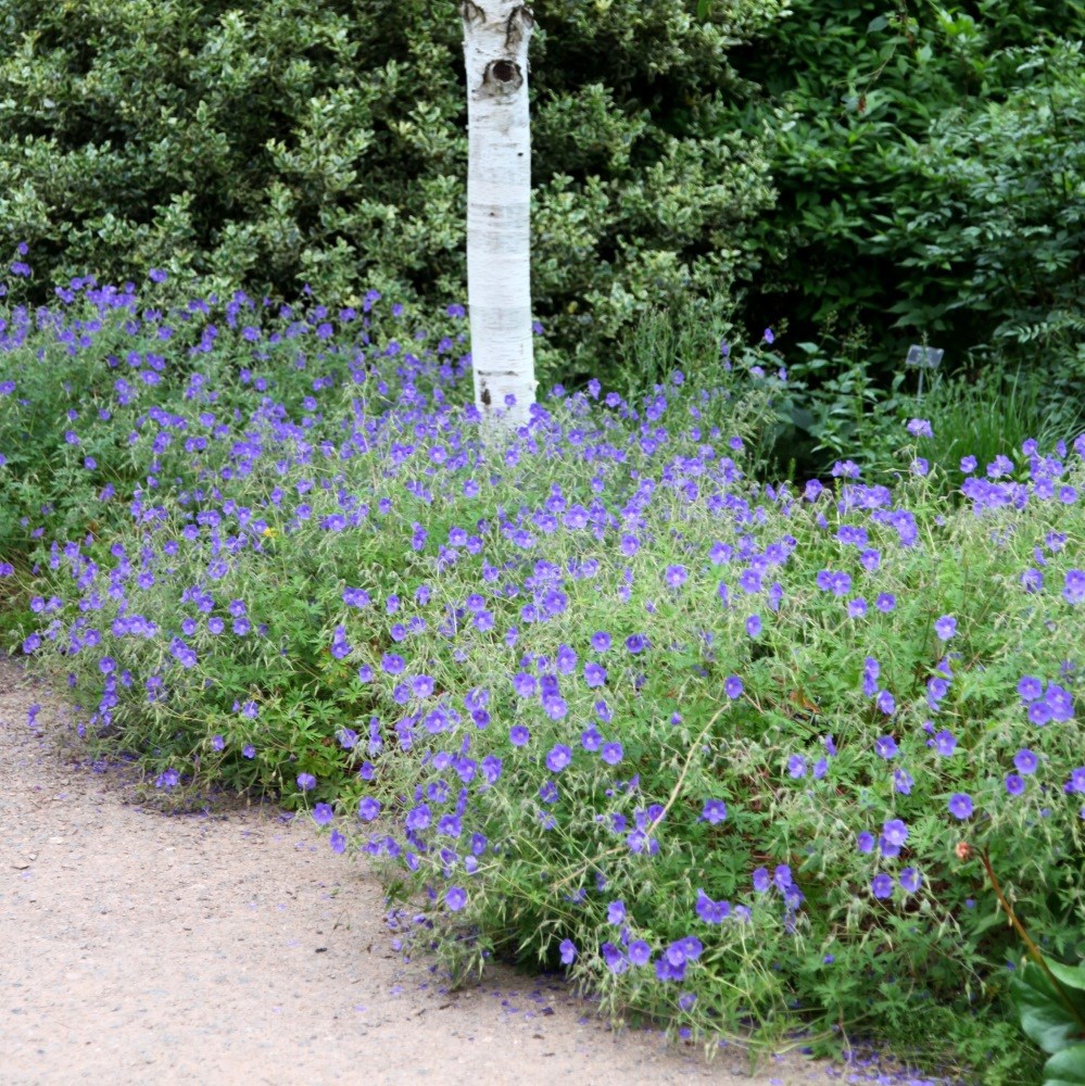 <i>Geranium</i> 'Brookside'