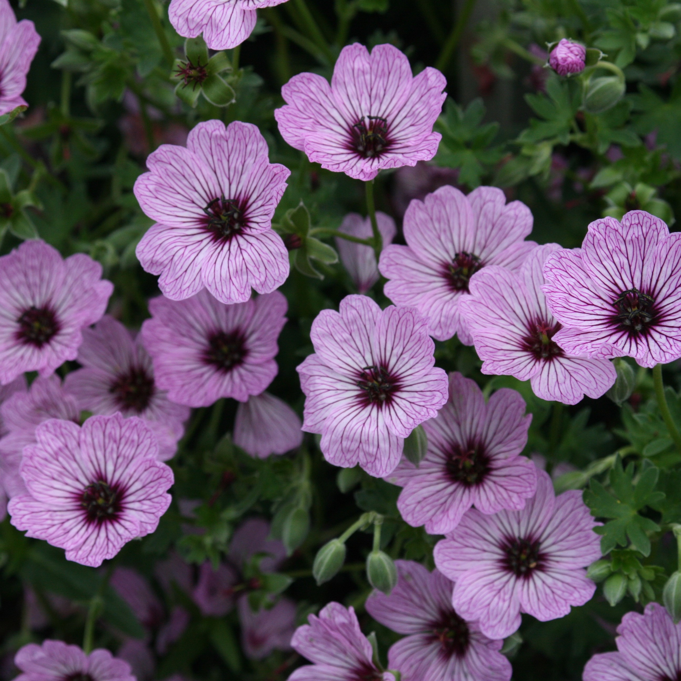 <i>Geranium</i> (Cinereum Group) 'Ballerina'