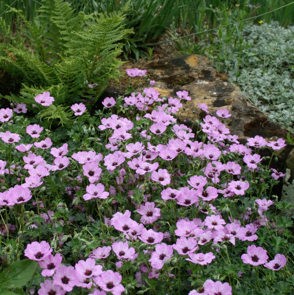 <i>Geranium</i> (Cinereum Group) 'Ballerina'