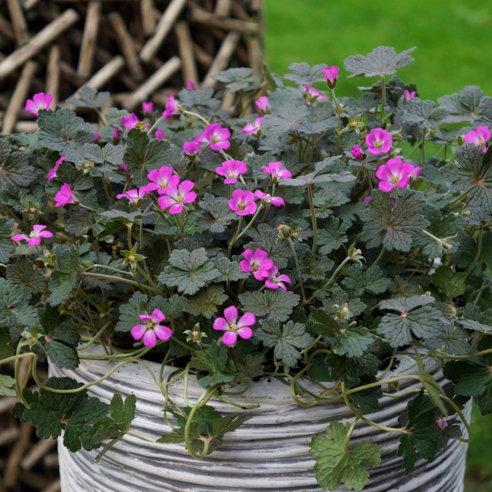 <i>Geranium</i> <b class=small-caps>Orkney Cherry</b> ('Bremerry') (PBR)