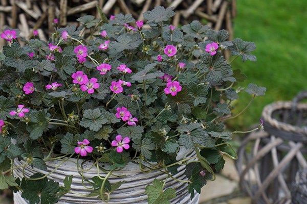 <i>Geranium</i> <b class=small-caps>Orkney Cherry</b> ('Bremerry') (PBR)