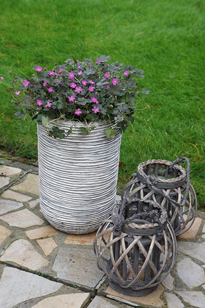 <i>Geranium</i> <b class=small-caps>Orkney Cherry</b> ('Bremerry') (PBR)