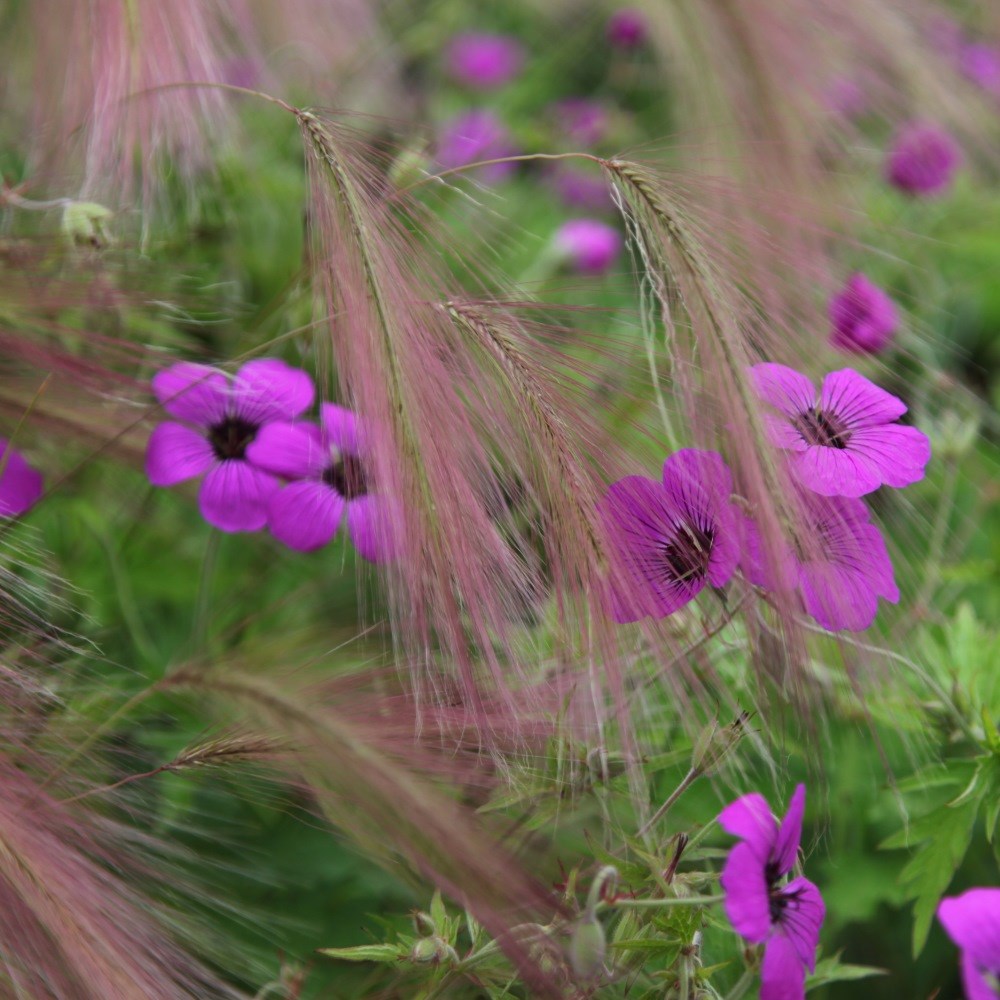 <I>Geranium</i> <b class=small-caps>Patricia</b> ('Brempat')