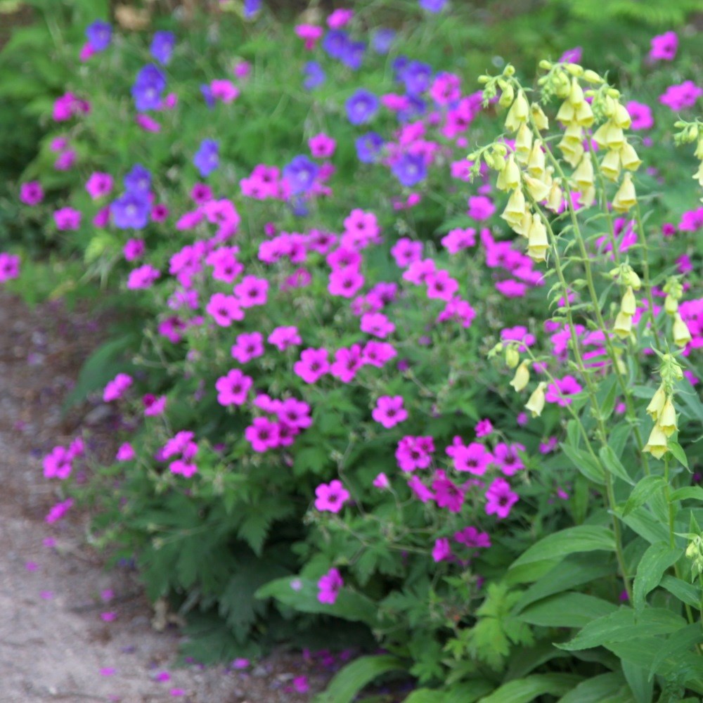 <I>Geranium</i> <b class=small-caps>Patricia</b> ('Brempat')