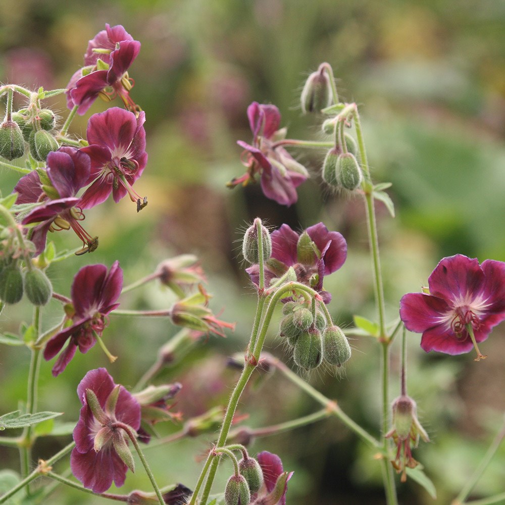 <i>Geranium phaeum</i> var. <i>phaeum</i> 'Samobor'
