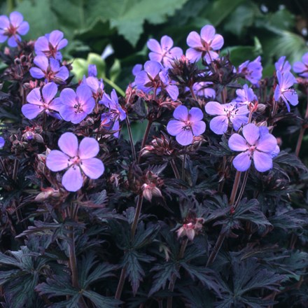 Geranium pratense Black Beauty ('Nodbeauty') (PBR)