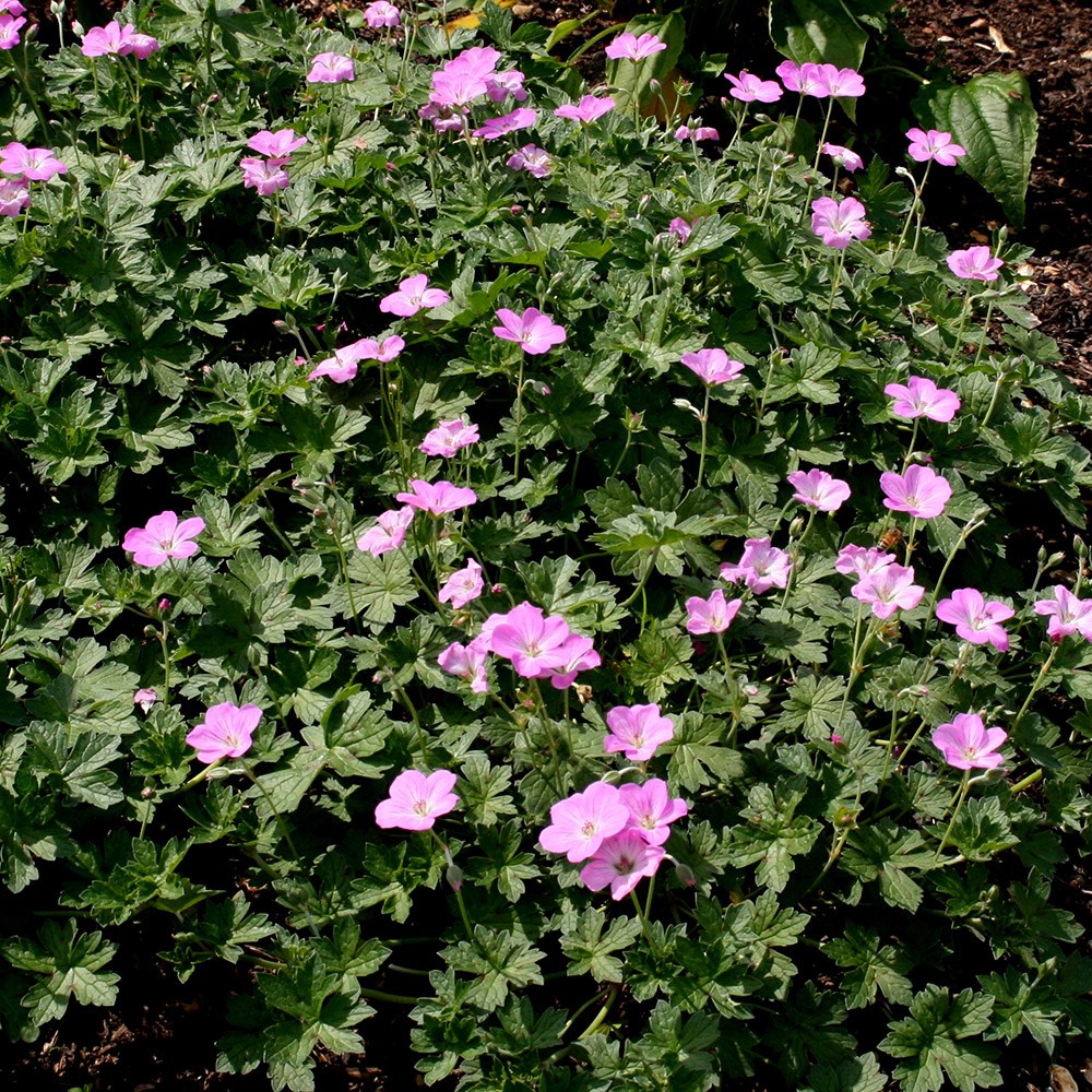 <i>Geranium</i> 'Mavis Simpson'