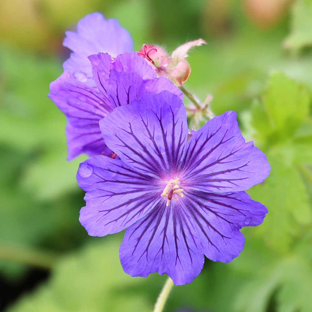 <i>Geranium</i> <b class=small-caps>Sabani Blue</b> ('Bremigo') (PBR)