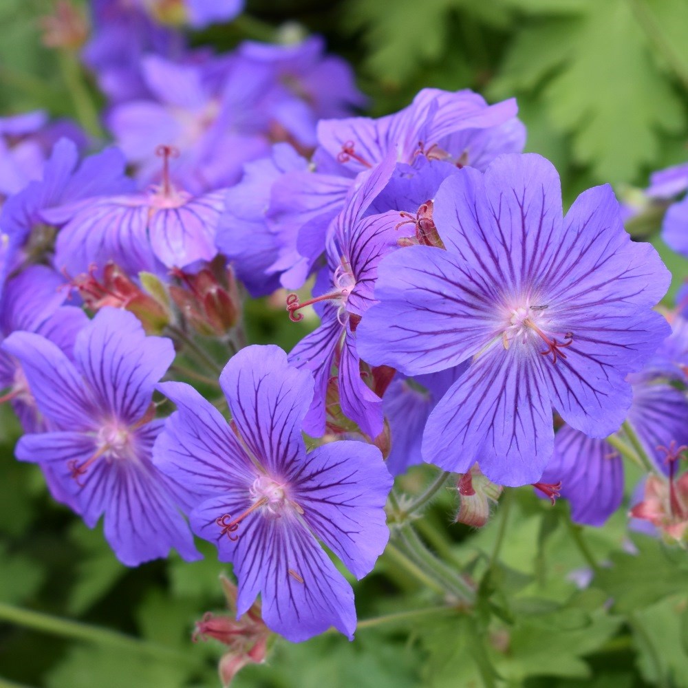 <i>Geranium</i> <b class=small-caps>Sabani Blue</b> ('Bremigo') (PBR)