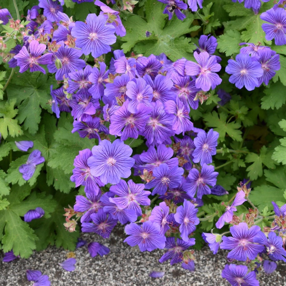 <i>Geranium</i> <b class=small-caps>Sabani Blue</b> ('Bremigo') (PBR)