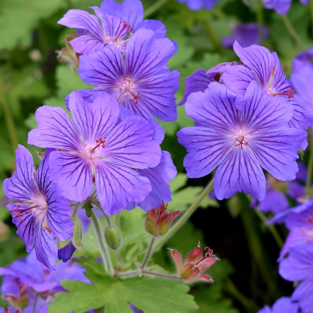 <i>Geranium</i> <b class=small-caps>Sabani Blue</b> ('Bremigo') (PBR)