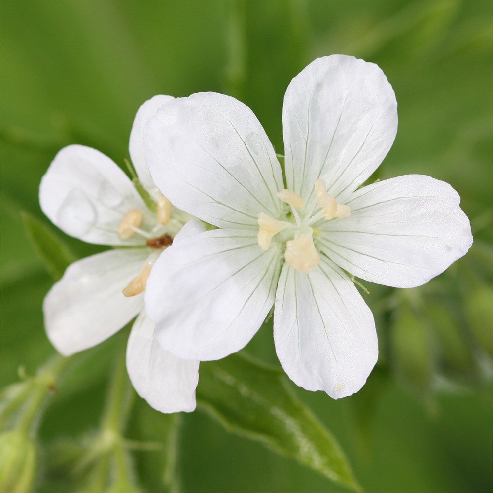 <i>Geranium sanguineum</i> 'Album'