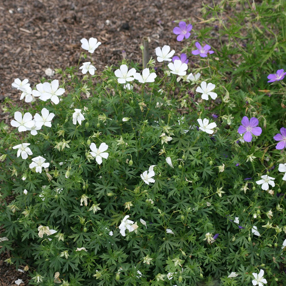 <i>Geranium sanguineum</i> 'Album'