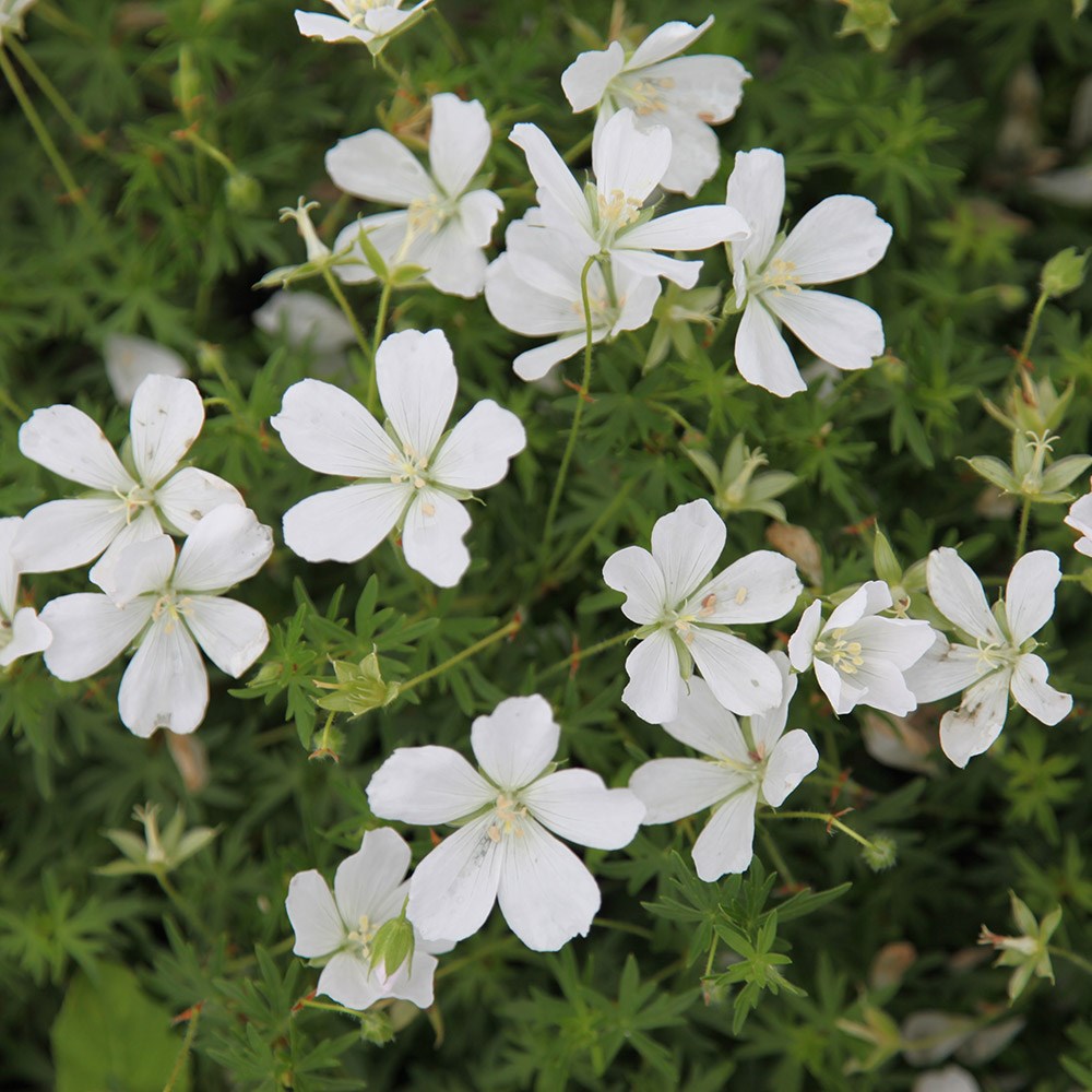 <i>Geranium sanguineum</i> 'Album'