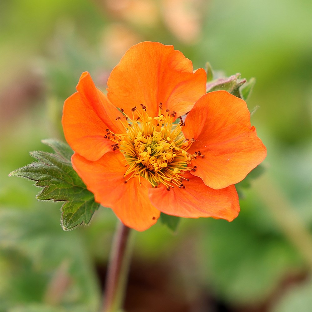 <i>Geum</i> 'Borisii'