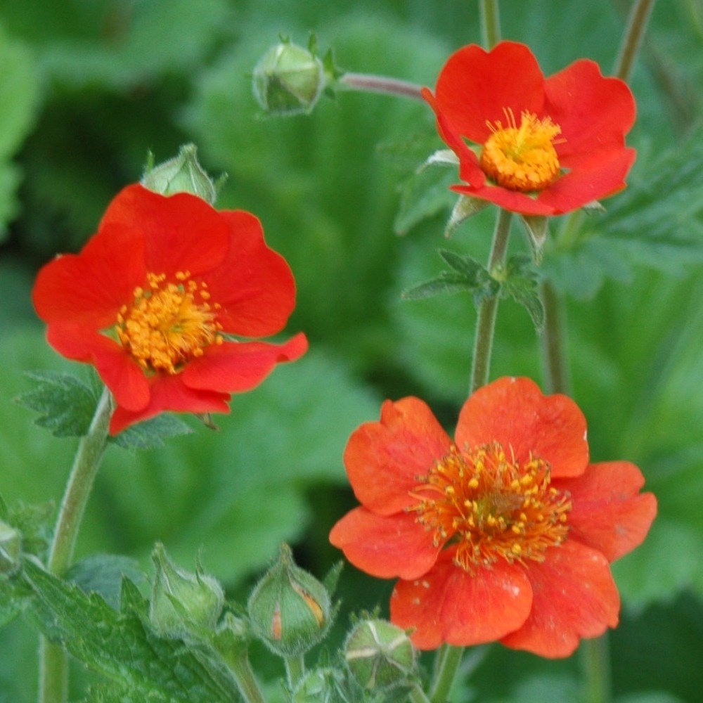 <i>Geum</i> 'Borisii'