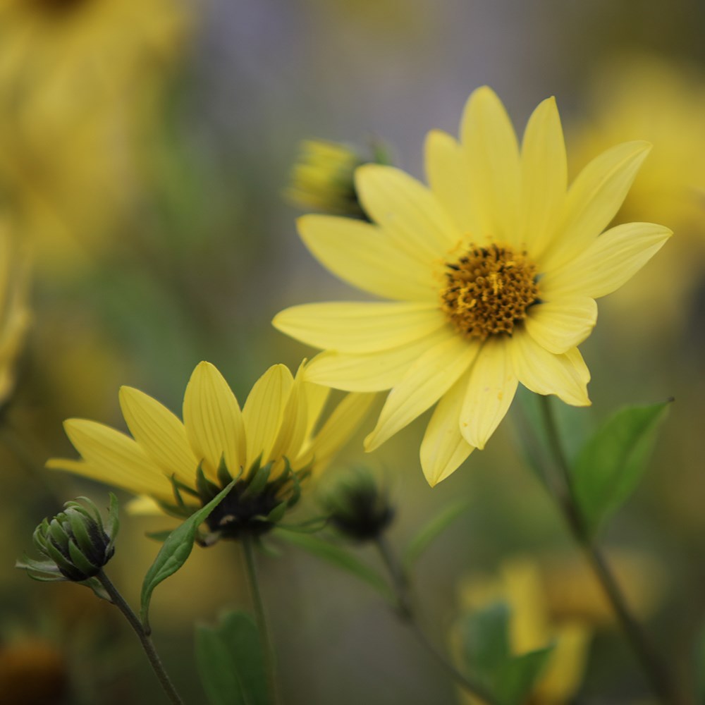 <i>Helianthus</i> 'Lemon Queen'