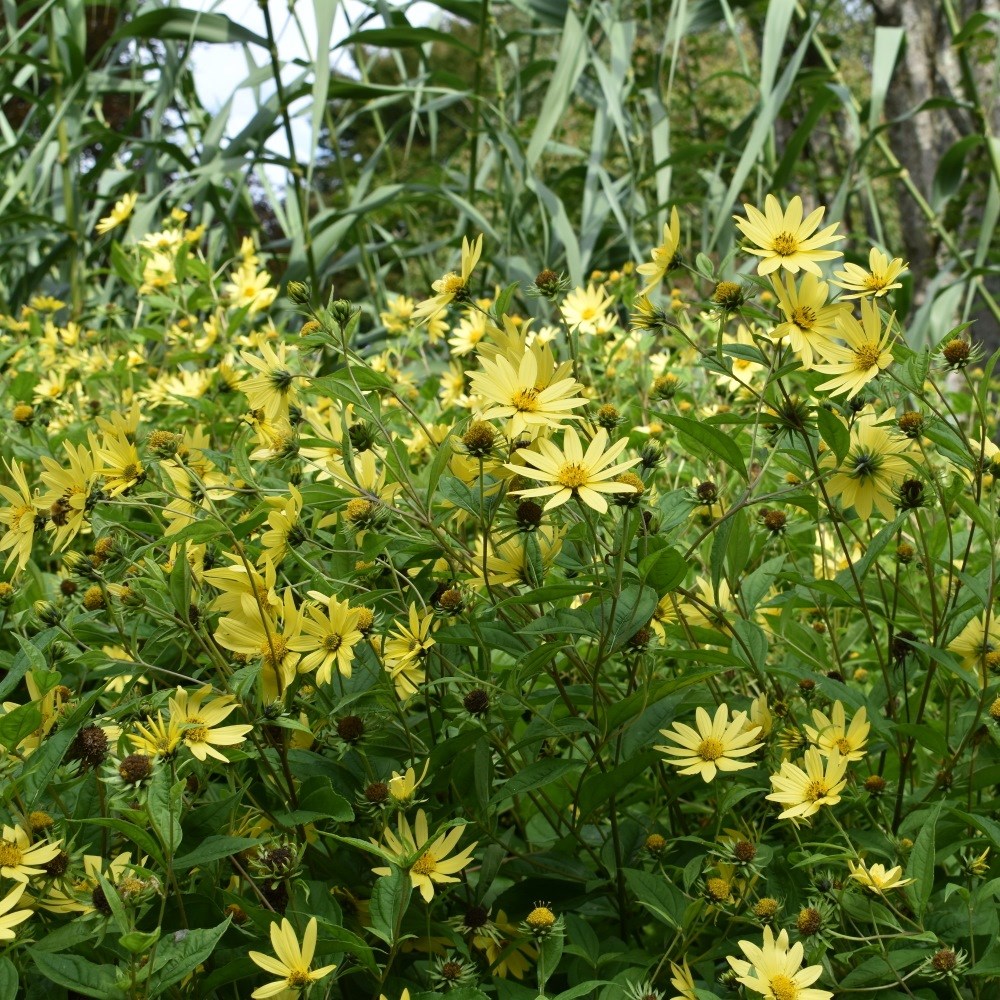<i>Helianthus</i> 'Lemon Queen'