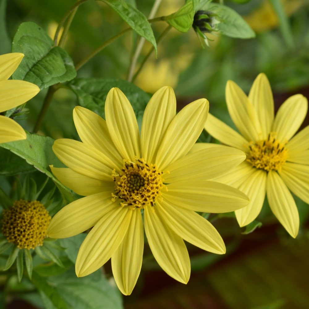 <i>Helianthus</i> 'Lemon Queen'