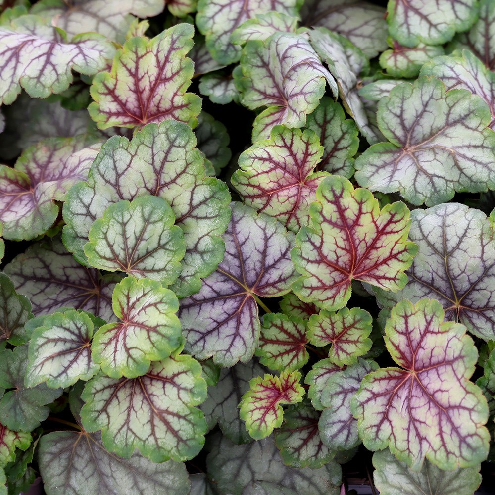 <i>Heuchera</i> 'Green Spice'