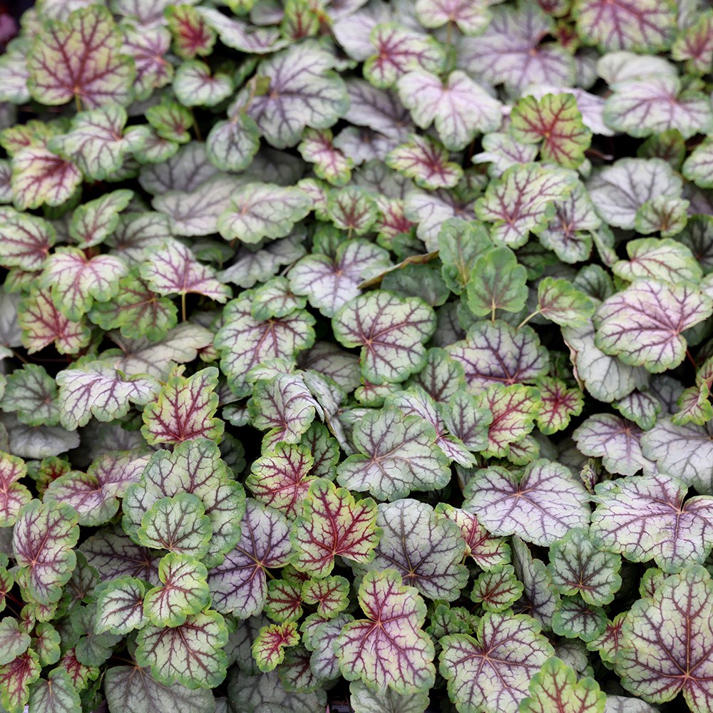 <i>Heuchera</i> 'Green Spice'