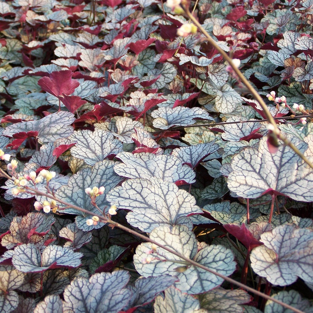 <i>Heuchera</i> 'Silver Scrolls' (PBR)