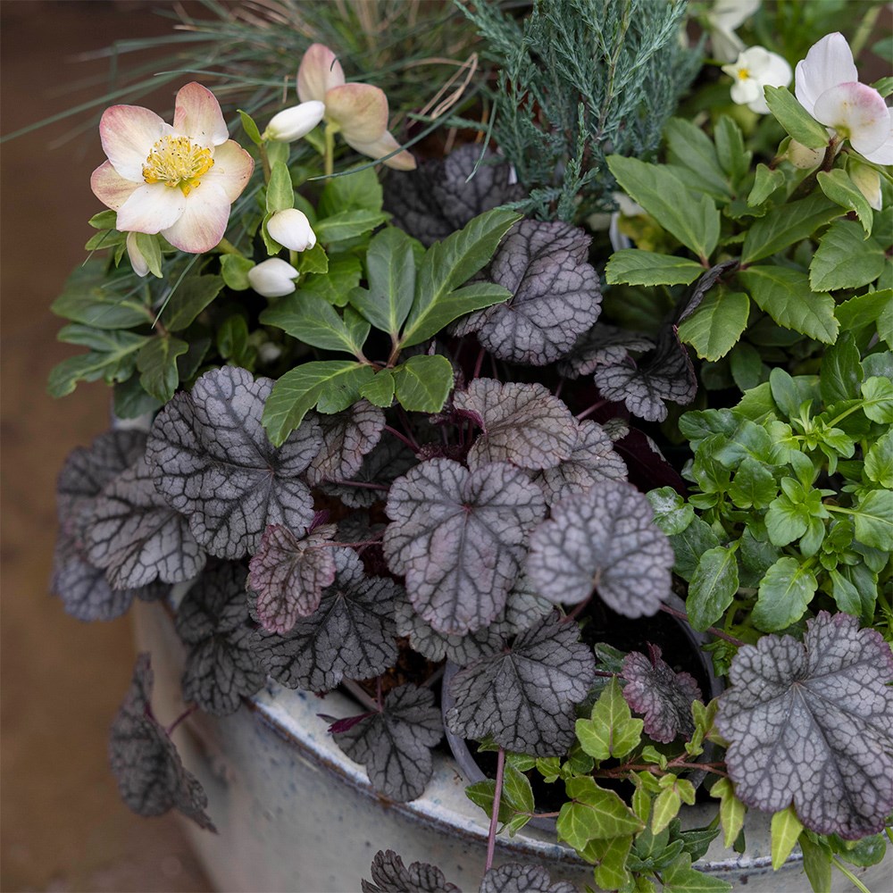 <i>Heuchera</i> 'Silver Scrolls' (PBR)