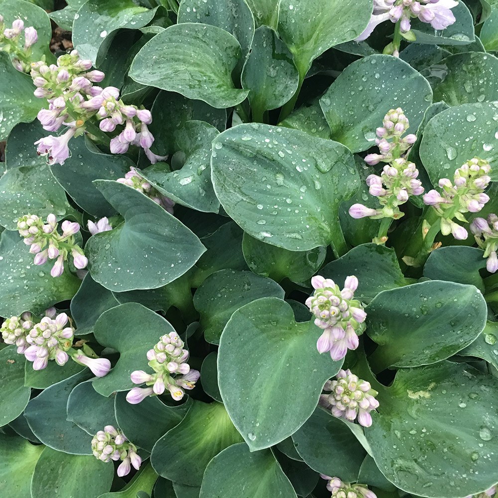 <i>Hosta</i> 'Blue Mouse Ears'
