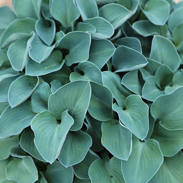 <i>Hosta</i> 'Blue Mouse Ears'
