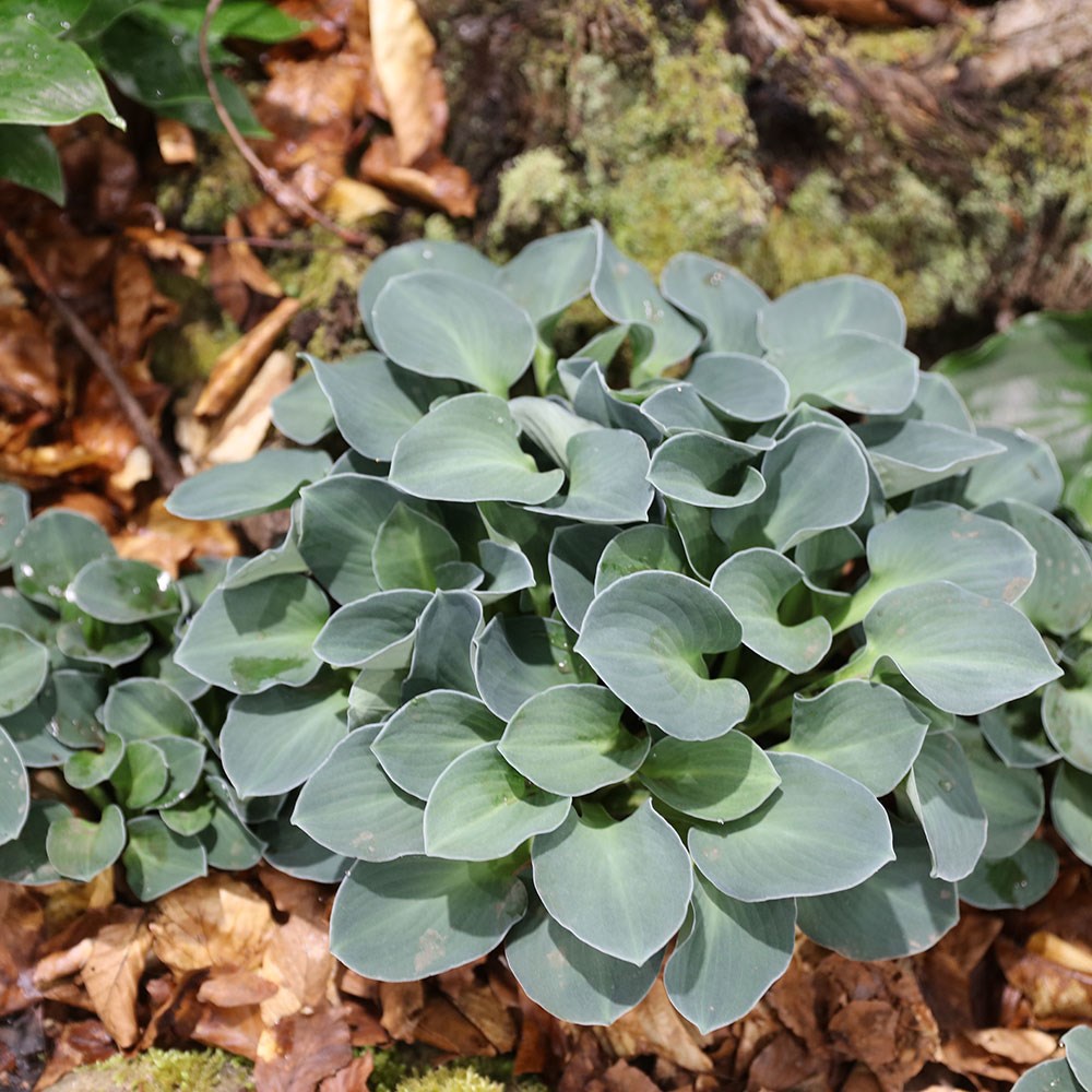 <i>Hosta</i> 'Blue Mouse Ears'