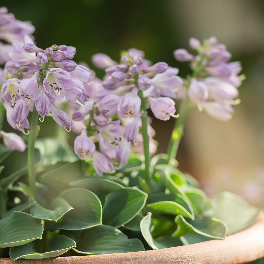 <i>Hosta</i> 'Blue Mouse Ears'