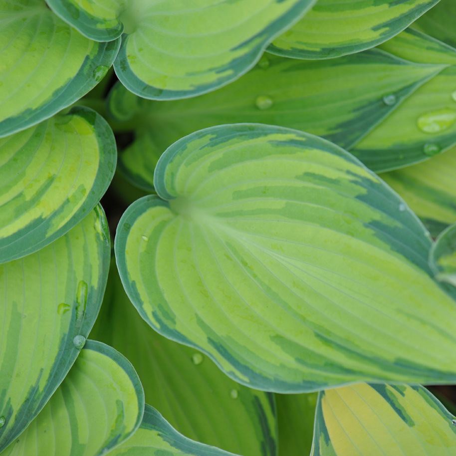 <i>Hosta</i> (Tardiana Group) 'June'