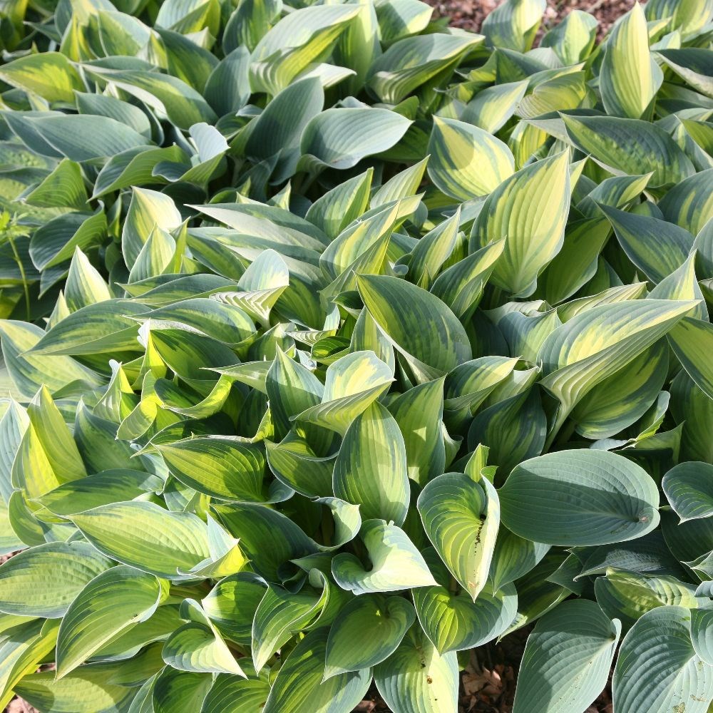 <i>Hosta</i> (Tardiana Group) 'June'
