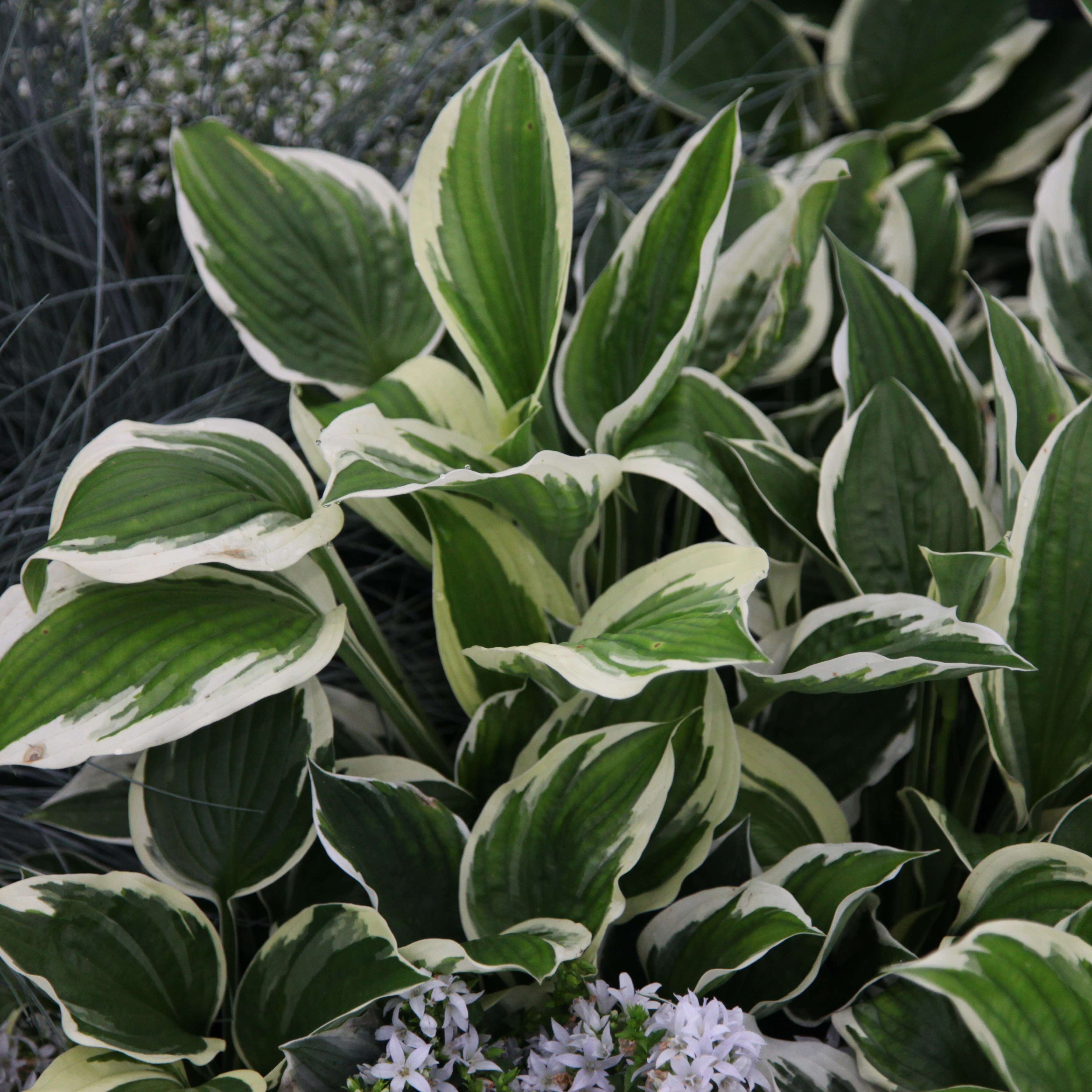 <i>Hosta</i> 'Patriot'