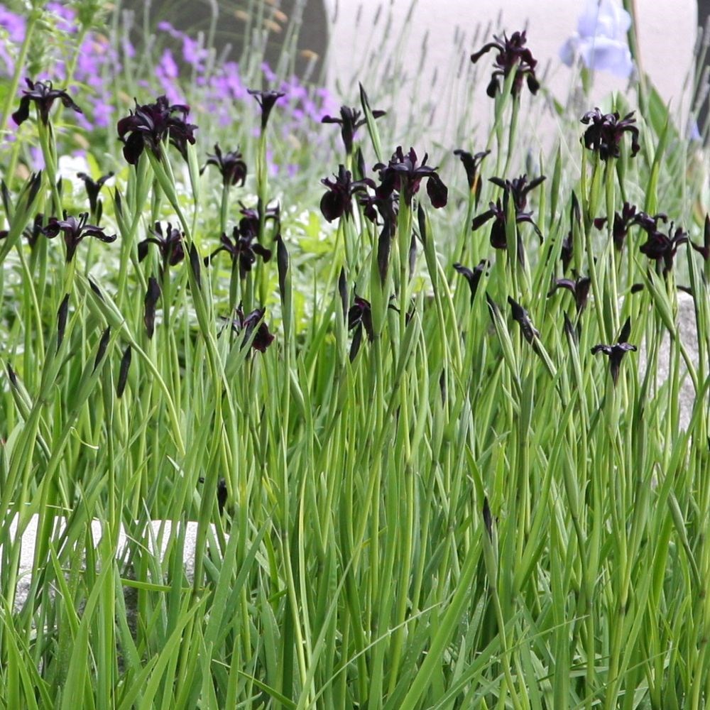 <i>Iris chrysographes</i> 'black-flowered'