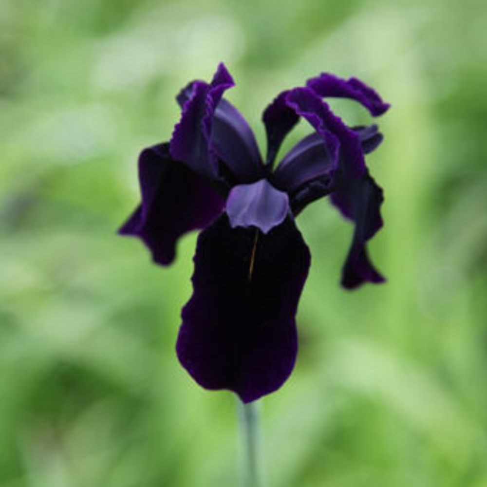 <i>Iris chrysographes</i> 'black-flowered'