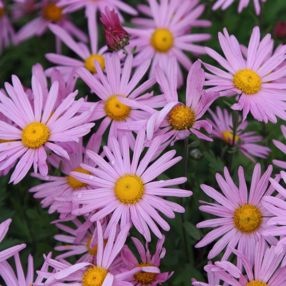 <i>Chrysanthemum</i> 'Clara Curtis'