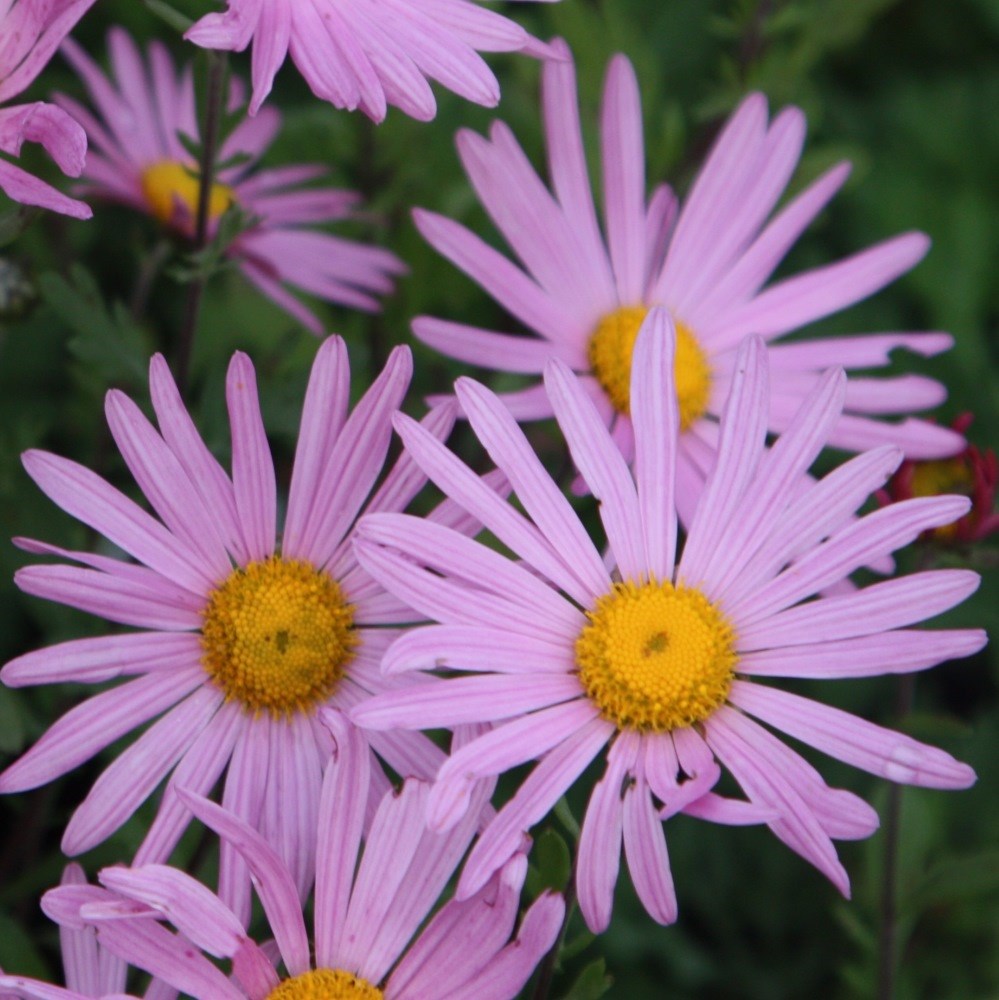 <i>Chrysanthemum</i> 'Clara Curtis'