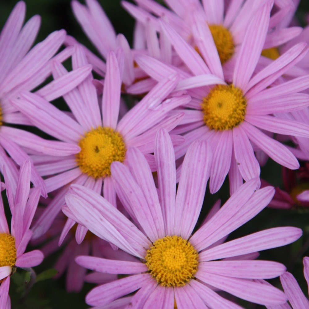 <i>Chrysanthemum</i> 'Clara Curtis'