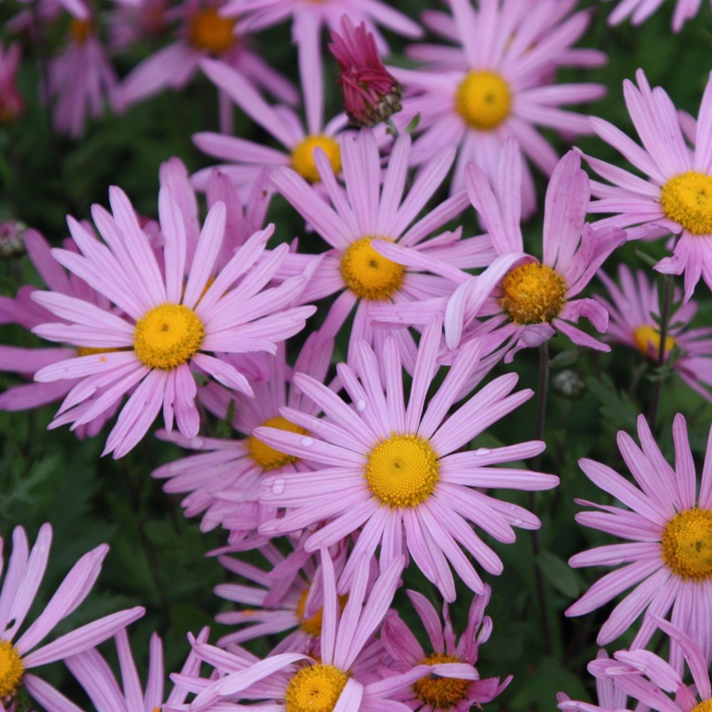 <i>Chrysanthemum</i> 'Clara Curtis'