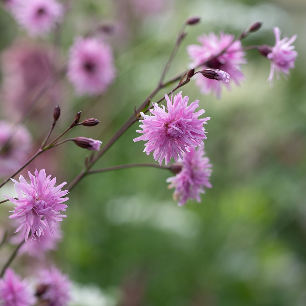 <i>Lychnis flos-cuculi</i> <b class=small-caps>Jenny</b> ('Lychjen')