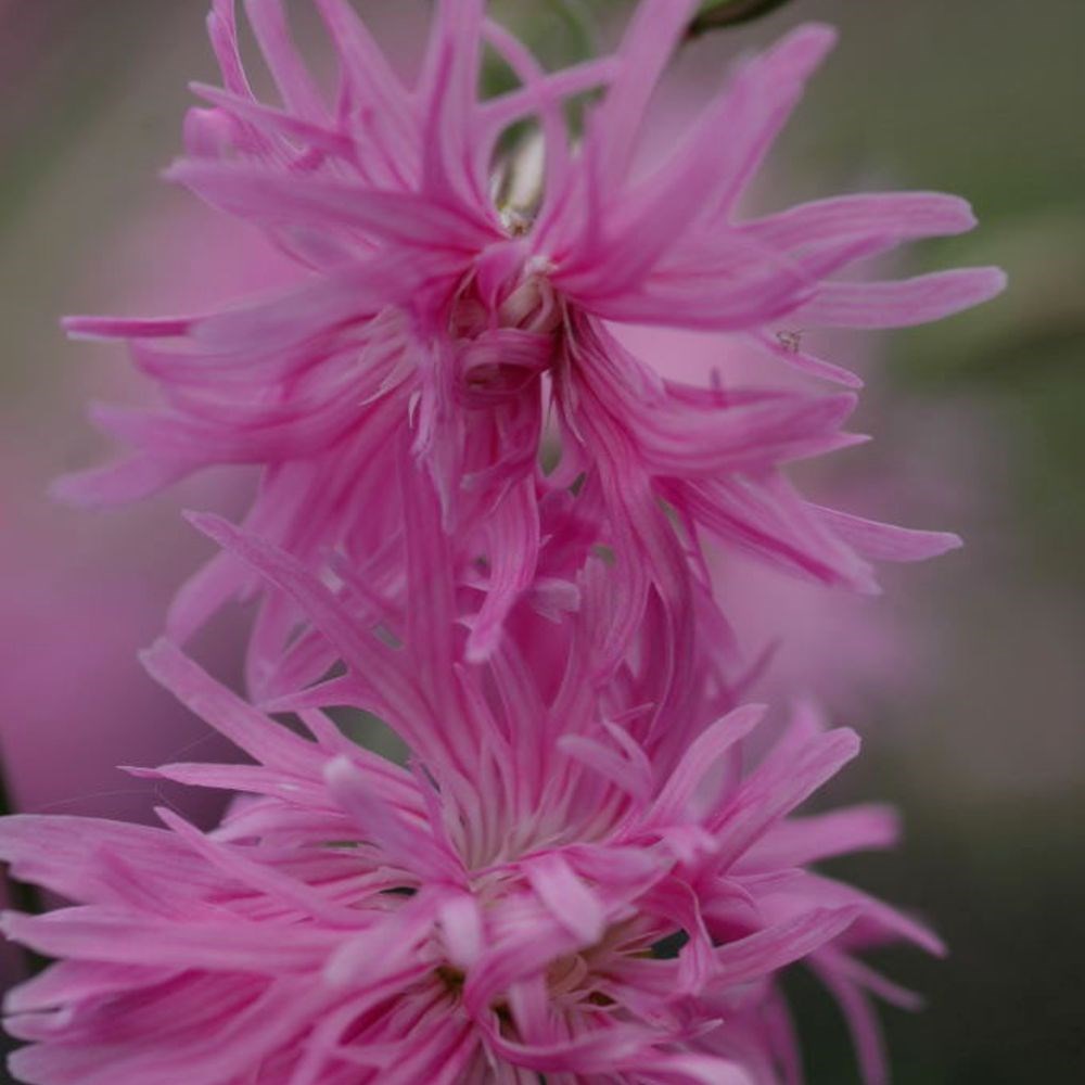 <i>Lychnis flos-cuculi</i> <b class=small-caps>Jenny</b> ('Lychjen')