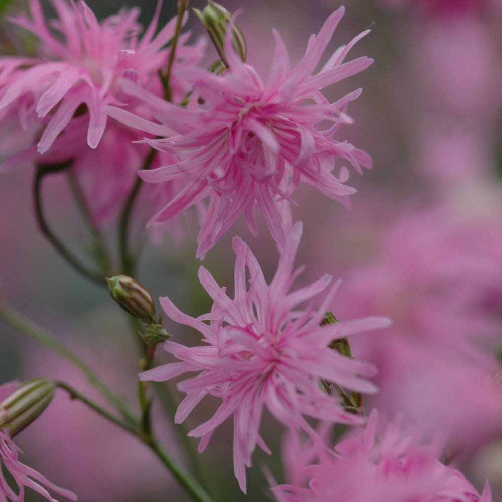 <i>Lychnis flos-cuculi</i> <b class=small-caps>Jenny</b> ('Lychjen')