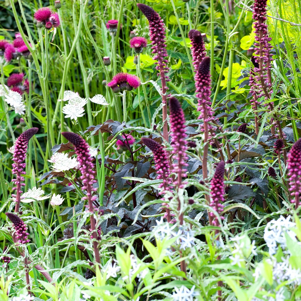 <i>Lysimachia atropurpurea</i> 'Beaujolais'