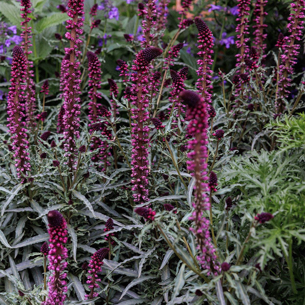 <i>Lysimachia atropurpurea</i> 'Beaujolais'