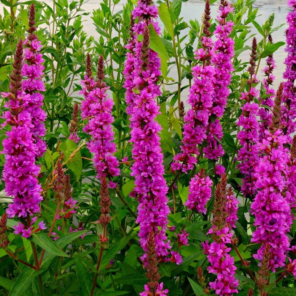 <i>Lythrum salicaria</i> 'Robert'