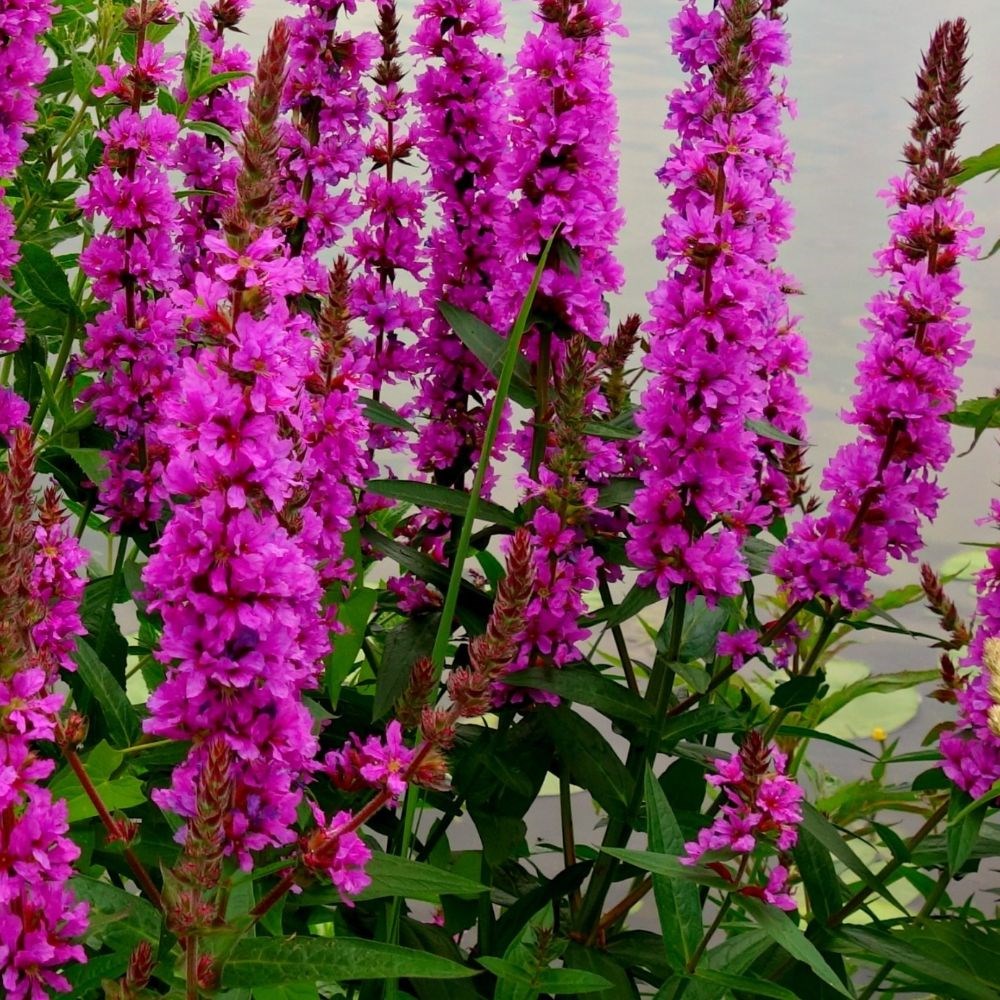 <i>Lythrum salicaria</i> 'Robert'