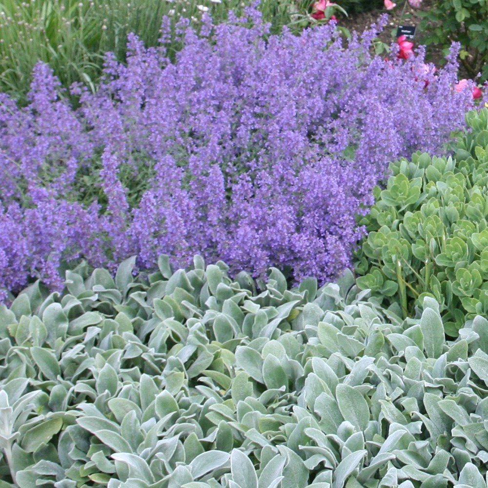 <i>Nepeta</i> 'Six Hills Giant'