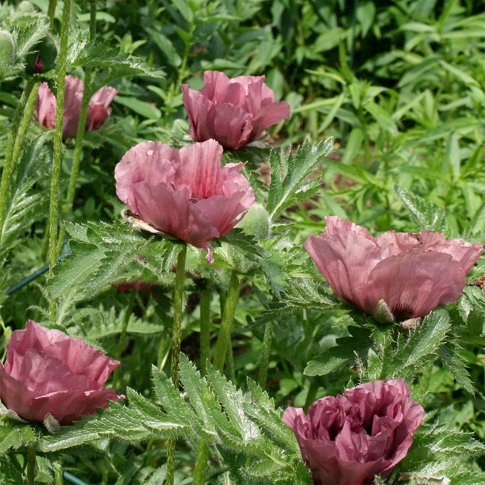 <i>Papaver</i> (Oriental Group) 'Patty's Plum'