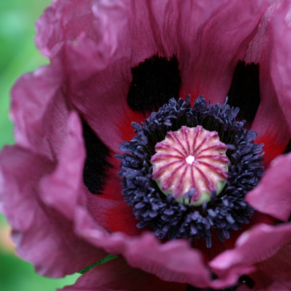 <i>Papaver</i> (Oriental Group) 'Patty's Plum'